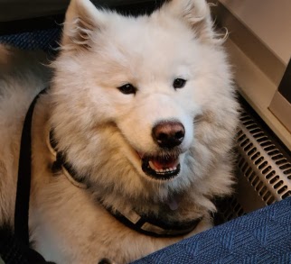 Daisy (Office Dog and Head of Morale) Daisy (Office Dog and Head of Morale)